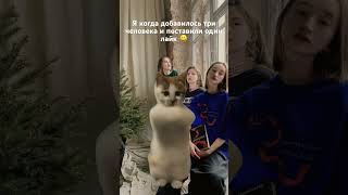 #trend #trendingshorts #memes #шортс #twilight #meme #cat