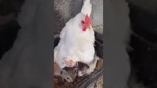 wrong place #funny #comedy #memes #shortvideo #tiktok #viralvideo  #entertainment #cat #chicken