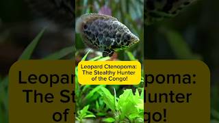 Leopard Ctenopoma: The Stealthy Hunter of the Congo! AquaVerse #leopardfish  #aquascape #shorts