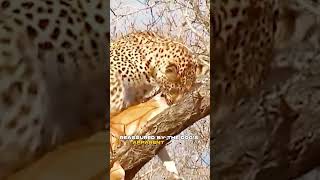 Jaw-Dropping Act of Survival - A Dog Fools a Leopard into Safety 🐆🐶🐾 #viral #animals #shortvideo