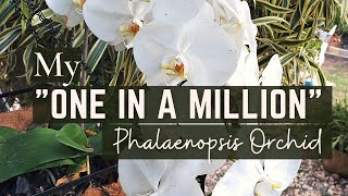 An "unusual" Phalaenopsis Orchid? | How I repot my phals | Celebrating Mother's Day | Orchid Care