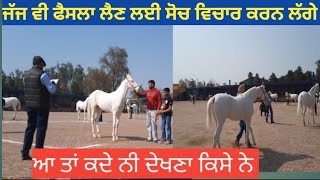 horses show in jagraon, ਘੋੜੀਆਂ ਘੋੜਿਆਂ ਦਾ ਸ਼ੋ,, super star stallion on the ring in jagraon horse show