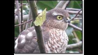 Sparrowhawk comes to feed Dec 2018