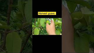 Harvest guava