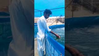 Biofloc Fish Farm at Hyderabad