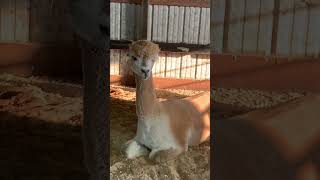 A visit with a couple of alpacas #AlmaPark