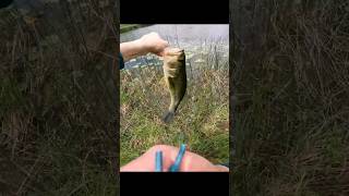 Bass fishing with a cheap pole #fishing #bass #bassfishing #pondfishing #riverfishing #goprohero10