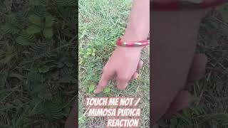 Touch me not/ Mimosa pudica/ Chui mui plant's reaction