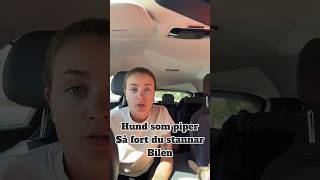 Hund som skäller när du stannat bilen gör detta