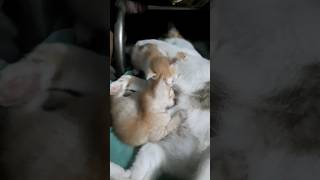 Mother cat feeding her cute kittens