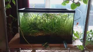 2.5 year old, 5.5 gallon walstad method window aquarium (no co2 or ferts added)