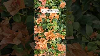 Bougainvillea flower plant nursery muchisha market start Rs. 99/-