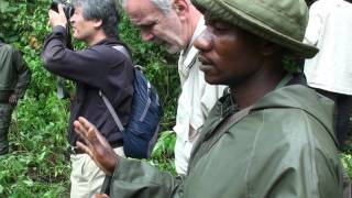 Discussion about a young gorilla who lost his hand to a bushmeat snare, Kahuzi Biega NP, DRC