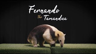 SPOTLIGHT: Tamandua