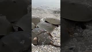 Prehistoric horseshoe crabs Mating