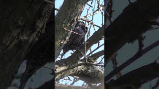 Скворец в брачном наряде.( Sturnus vulgaris).