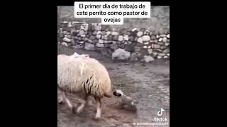 El Perro Pastor