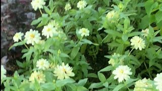 BEAUTIFUL SUMMER FLOWERS IN TORONTO CANADA 🇨🇦 #toronto,#shorts,#flowers,#cobourg,#park,#garden,