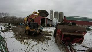 Cleaning barn and feeding cows