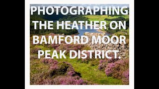 PHOTOGRAPHING THE HEATHER ON BAMFORD MOOR DERBYSHIRE