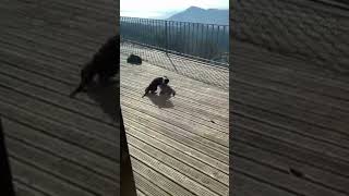 Playful Cats On The Balcony 🐱#cat  #shorts #cute