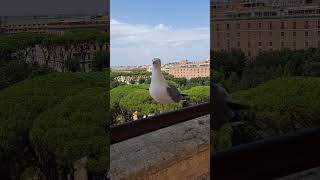 charming seagull#shortvideo #italy #satisfying