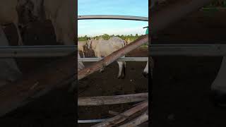 cow #animalshorts #viralvideo