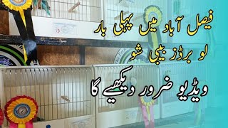 lovebirds baby show in Faisalabad 2024