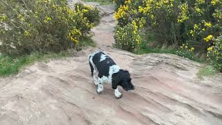 Yellow gorse on Thurstaston Hill with Stella