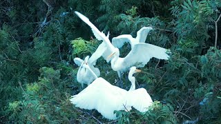 Avian 'white flowers' bloom in central China's bamboo forests