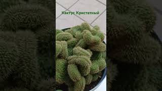 #music #цветы #garden #plants #cactus #природа #сад #ambientmusic #nature