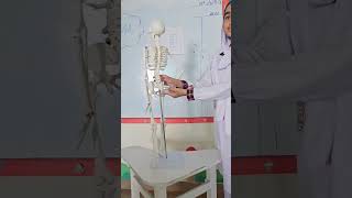 Skeleton Model Presentation || #bones #skeleton #education