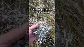 Picking Raw Sage and Making Smudge Sticks 🌿✨