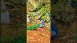 tujhko na dekhu to #shortvideo #peacock #sbyshorts