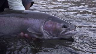 Skagit Revolution: Skagit Casting Tutorial by Tom Larimer