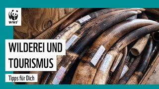 Wilderei und Tourismus - wo du im Urlaub bei einem Mitbringsel aufpassen musst | WWF Expertin