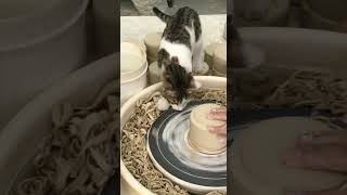 cat in studio #pottery #handmade #ceramic #cup #vase #cat #studio