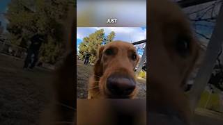 This dog POV is wild 😂