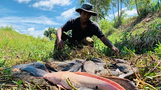 amazing fishing unbelievable! a lot of fish in canal little water catch catfishes by hand