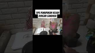 Tips pemupukan keladi dengan gandasil #pupukorganikterbaik #pupukterbaik