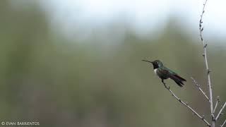 Broad-tailed Hummingbird