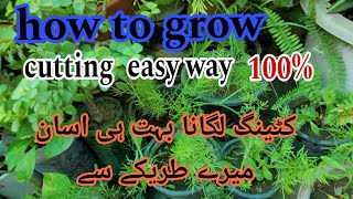 How to grow plant cutting in easy way|100% resulut|All plants grow| for beginners|cuttings care tips