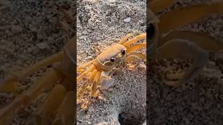 The Worlds FASTEST Crab! #nature #outdoors #viral #trending #animals #explore #shorts #ocean #fyp