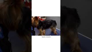 КАКОЙ НОЖ ПОДОБРАТЬ ДЛЯ ТЕЛА ЙОРКА? Купить мастер-класс можно тут: https://groomacademy.ru/groomer