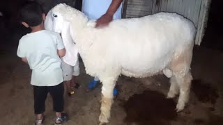 Big Sheep  funny video