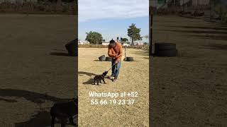 WhatsApp al +52 55 66 19 23 37 #dogtraining #adiestramiento #adiestrador #perros