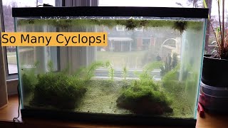 Cyclops and Seed Shrimp Population Explosion | 10 Gallon Scud Tank Episode 2