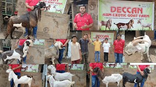 Deccan ABM exotic goat farm Hyderabadi goat's Available