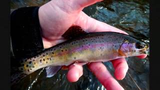 Fly fishing western North Carolina with Gordon Vanderpool.