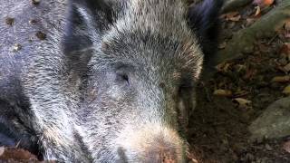 Lieblingsbeschäftigung der Wildschweine ?????